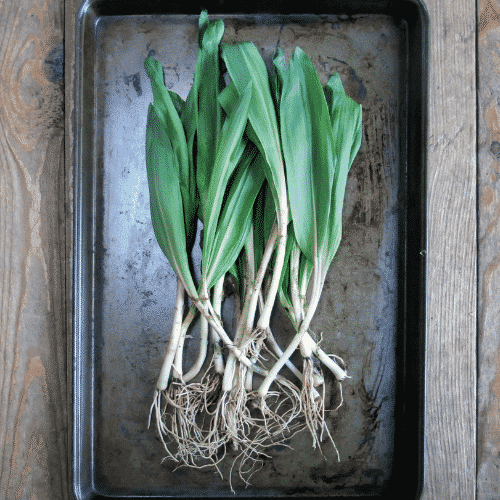 Wild ramps on a sheet pan