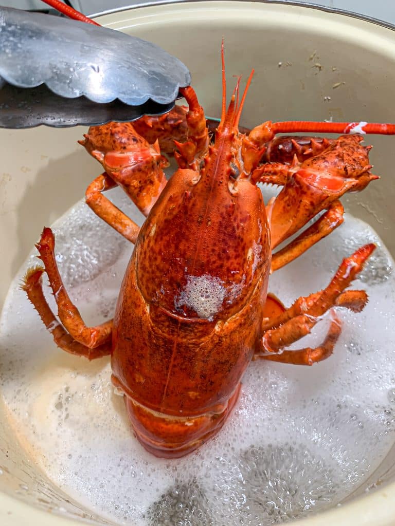 Lobster cooked in a large stock pot