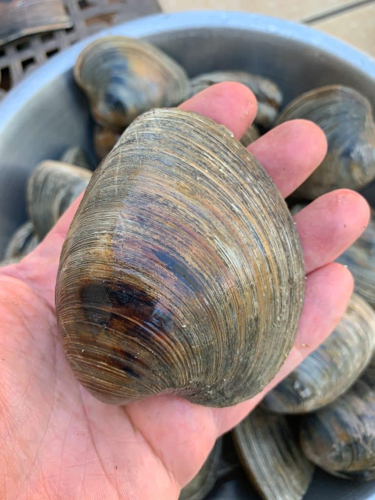 Cherrystone clams for jumbo clams casino